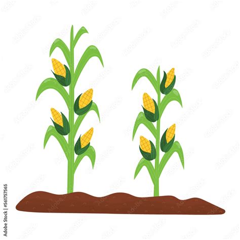 cartoon corn|cartoon corn plant.